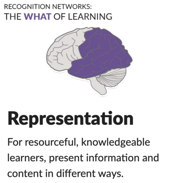 graphic of side view of a brain with purple coloring over a portion